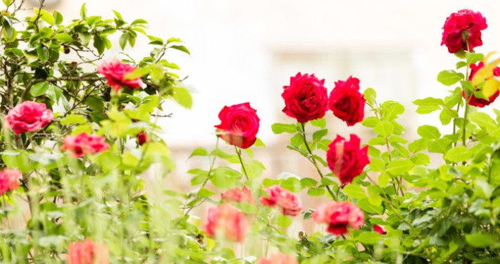 I nostri servizi per esequie dignitose, pompe funebri a Merano